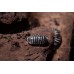 Cochinilla - Isopodo - armadillidium maculatum zebra